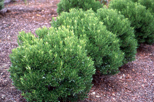 Ilex Glabra Shamrock - View 10 from www redcrocus com