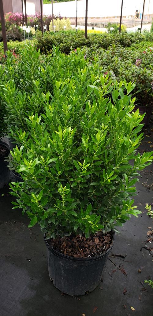 Ilex Glabra Shamrock - View 14 from www redcrocus com