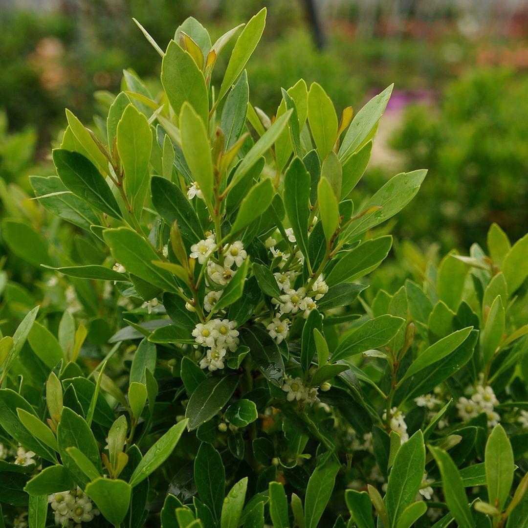 Ilex Glabra Shamrock - View 2 from www redcrocus com