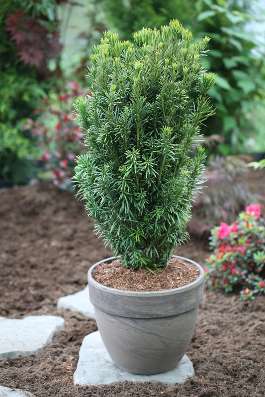 Cephalotaxus Harringtonia Fastigiata - View 10 from www redcrocus com