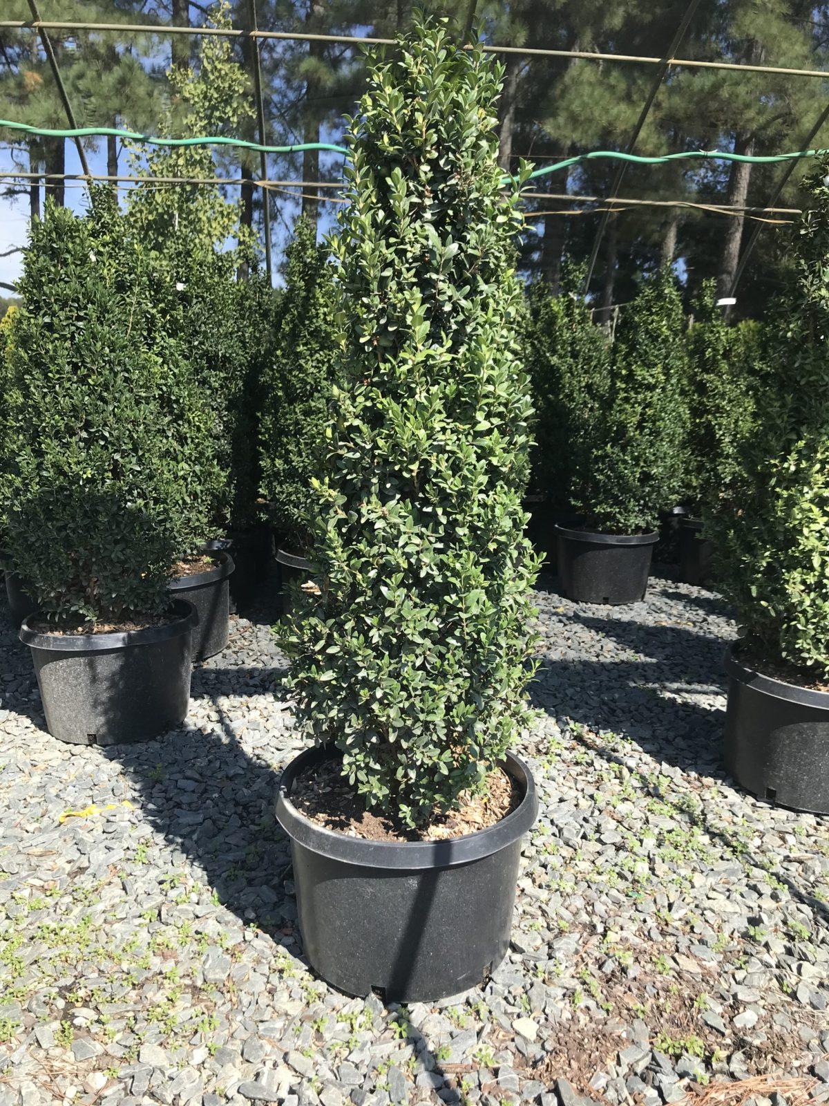 Buxus Sempervirens Dee Runk - View 10 from www redcrocus com