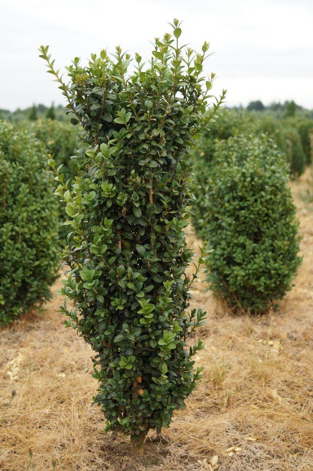 Buxus Sempervirens Dee Runk - View 15 from www redcrocus com