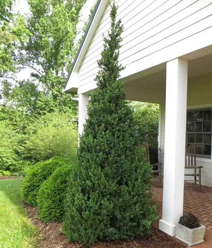 Buxus Sempervirens Dee Runk - View 8 from www redcrocus com