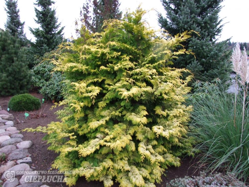 Chamaecyparis Obtusa Crippsii - View 18 from www redcrocus com