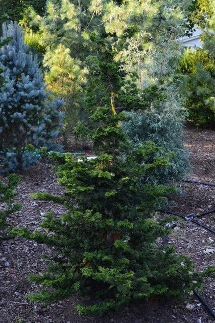 RedCrocus Well's Special Hinoki Falsecypress | Compact Evergreen Conifer for Borders & Containers | Deer Resistant, Low Maintenance  6/7' h B&B
