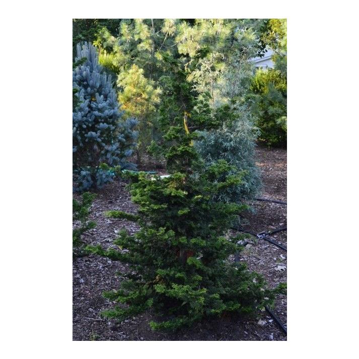 Chamaecyparis Obtusa Well S Special - View 10 from www redcrocus com