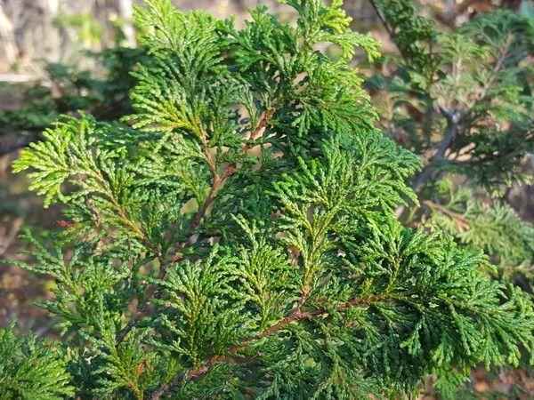 Chamaecyparis Obtusa Well S Special - View 11 from www redcrocus com