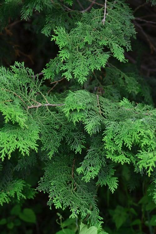 RedCrocus Well's Special Hinoki Falsecypress | Compact Evergreen Conifer for Borders & Containers | Deer Resistant, Low Maintenance  6/7' h B&B
