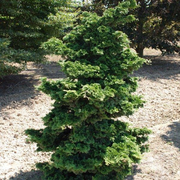 RedCrocus Well's Special Hinoki Falsecypress | Compact Evergreen Conifer for Borders & Containers | Deer Resistant, Low Maintenance  6/7' h B&B
