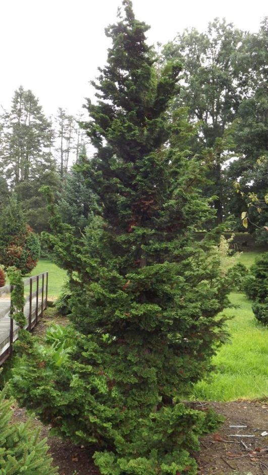 Chamaecyparis Obtusa Well S Special - View 1 from www redcrocus com