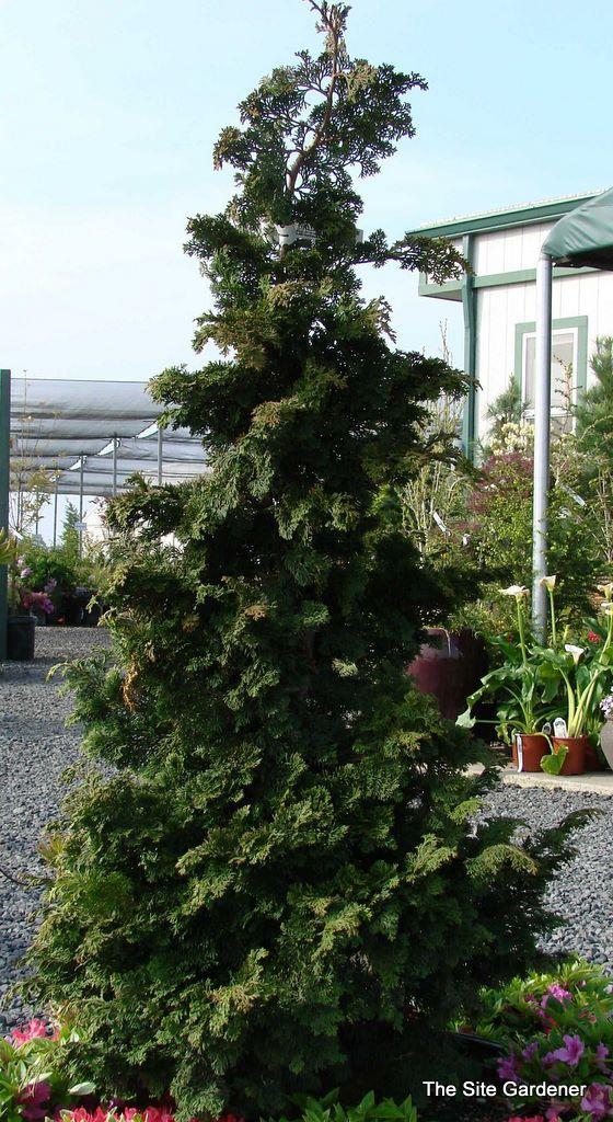 Chamaecyparis Obtusa Well S Special - View 7 from www redcrocus com