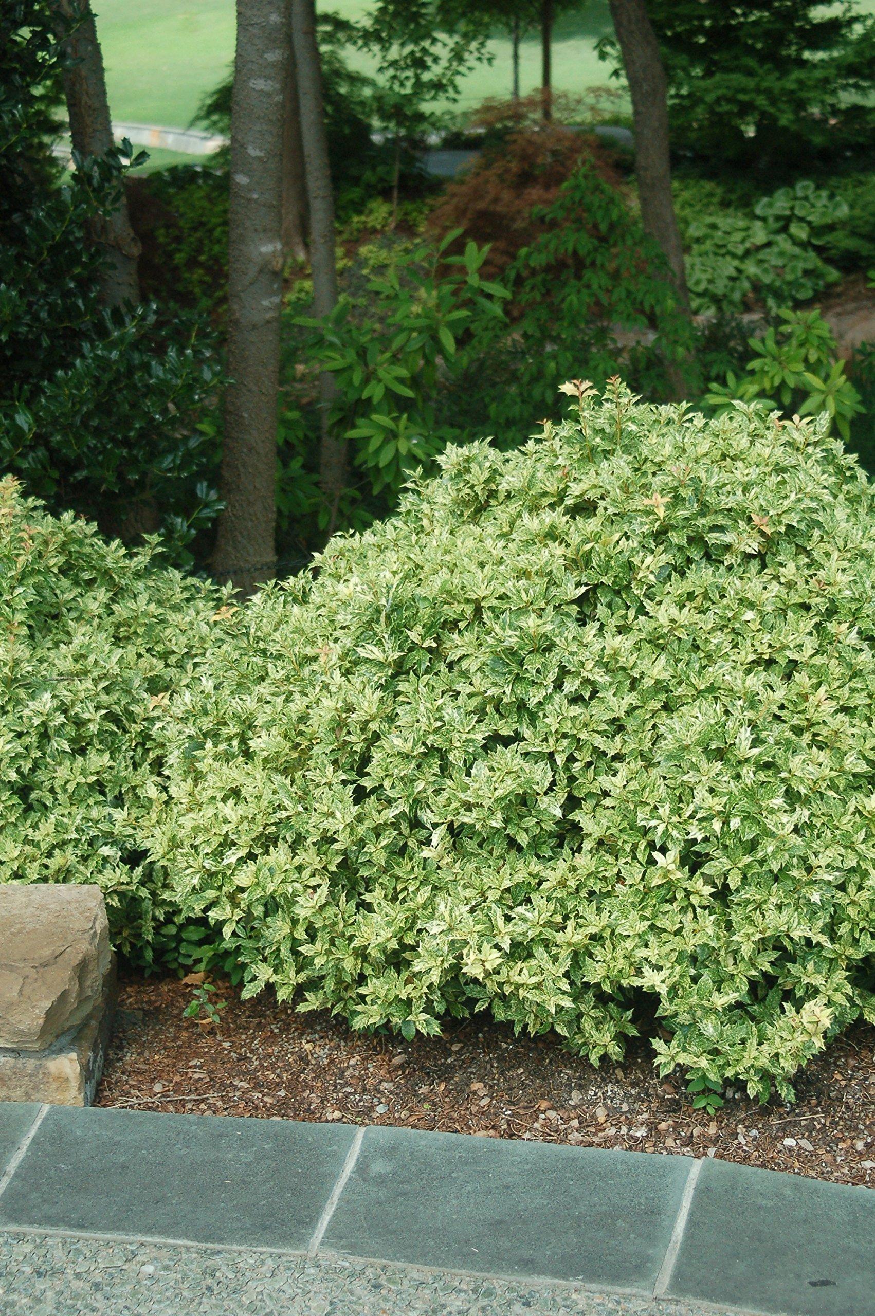 Osmanthus Heterophyllus 'goshiki' - View 31 from www redcrocus com