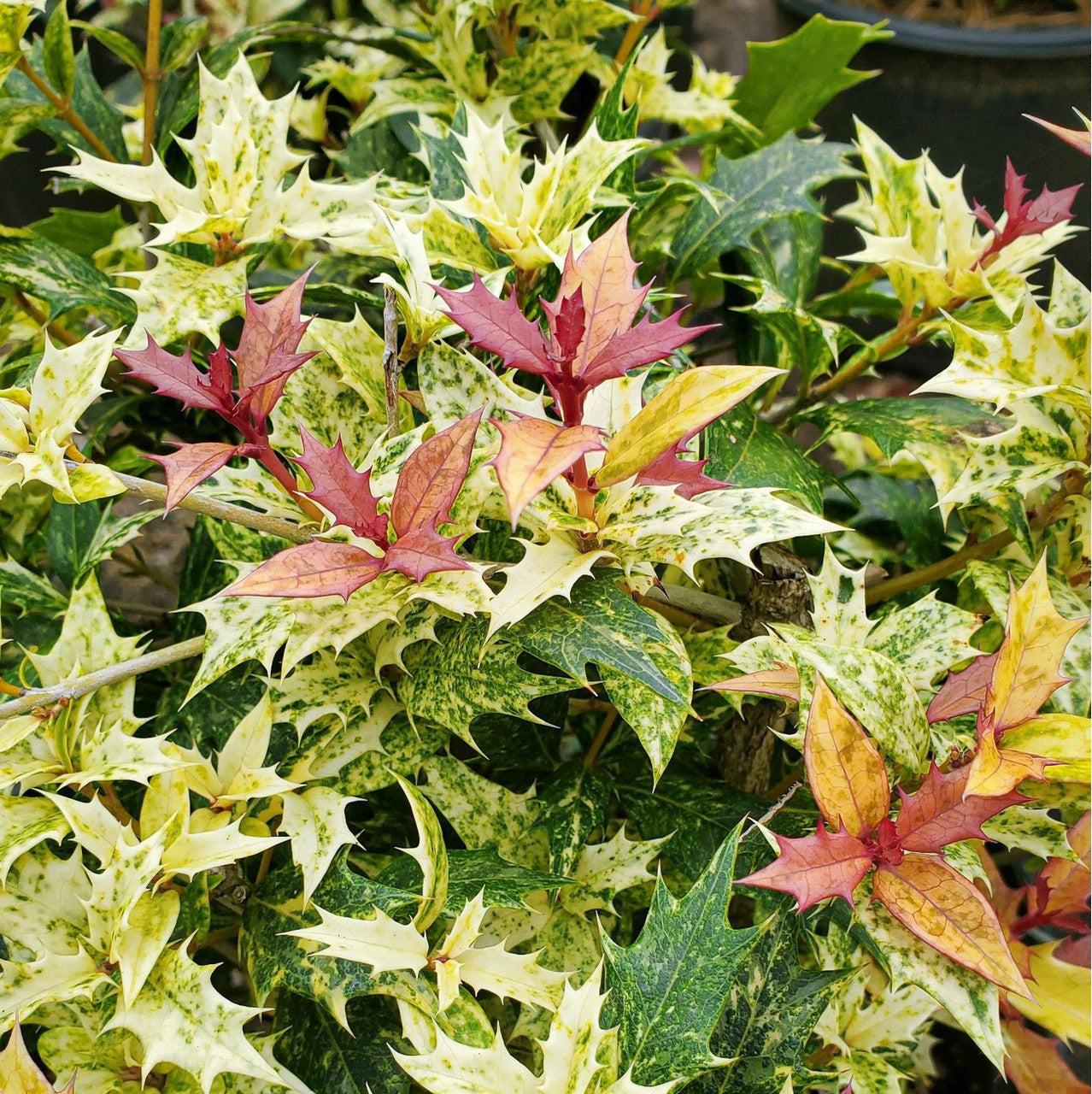 Osmanthus Heterophyllus 27goshiki 27 7 D0adc147 2b05 48c9 B262 9b1ff0605686 from www redcrocus com