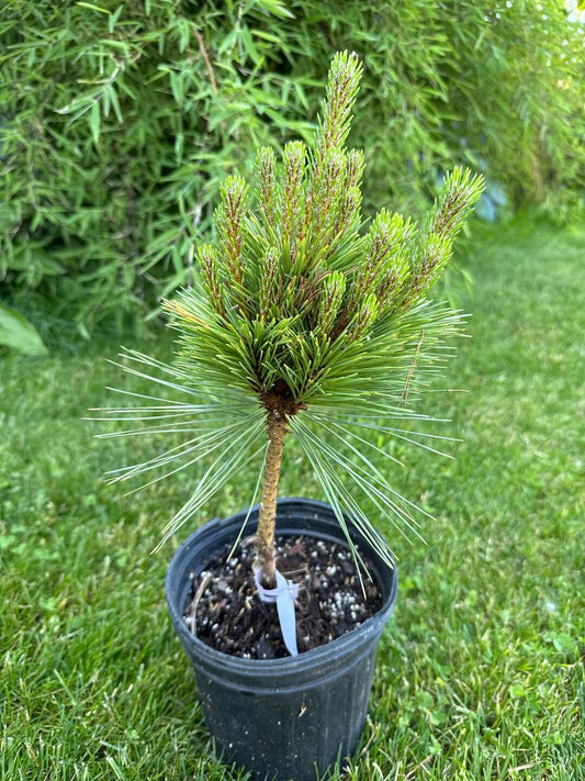 Pinus Resinosa Don Smith - View 1 from www redcrocus com