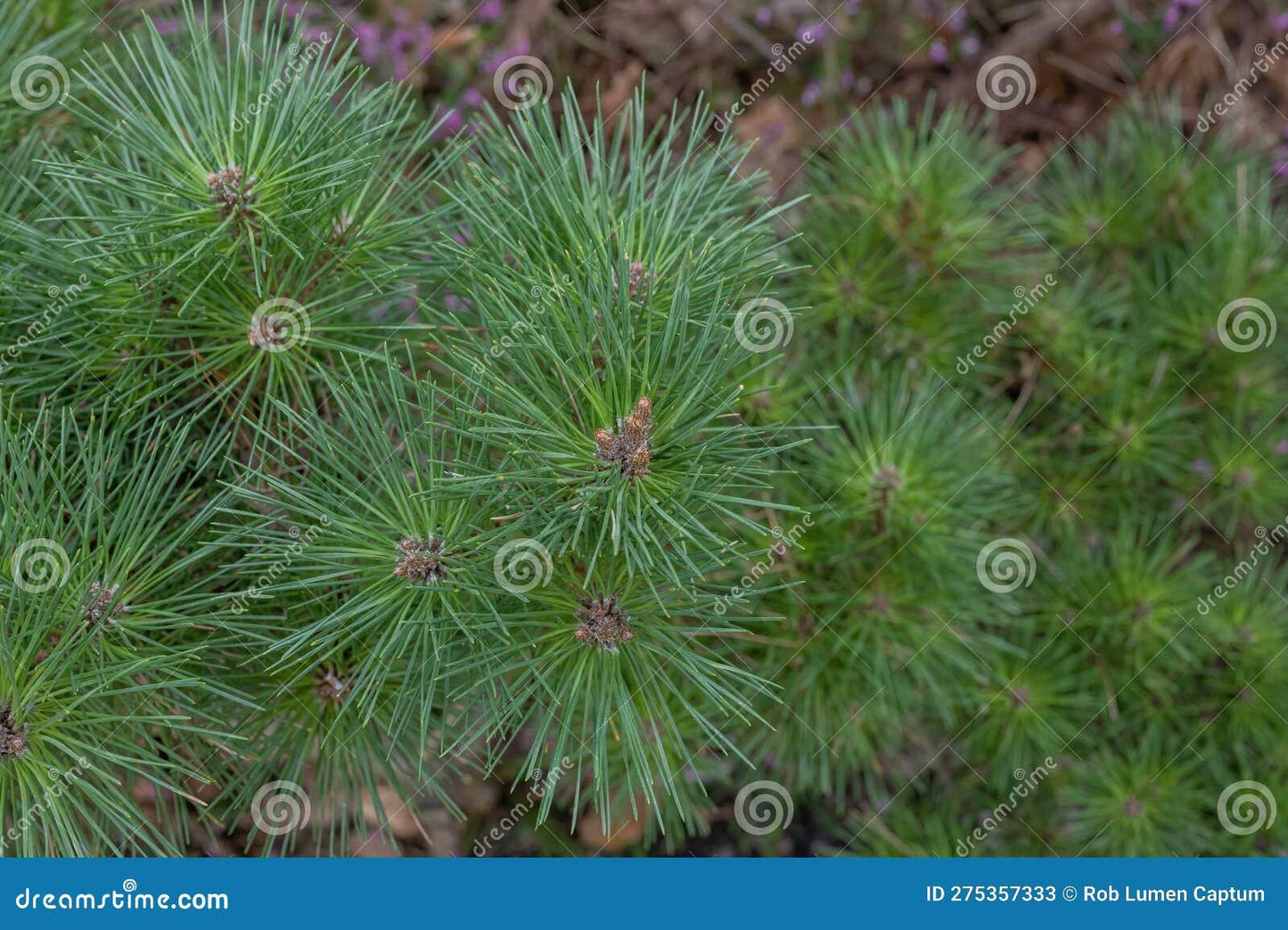 Pinus Resinosa Don Smith - View 7 from www redcrocus com