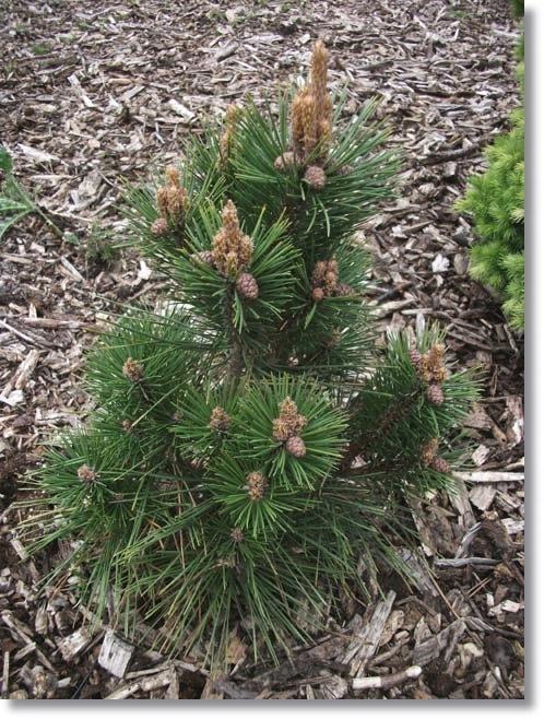 Pinus Resinosa Don Smith - View 8 from www redcrocus com