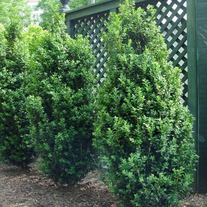 Buxus Sempervirens 'dee Runk' - View 11 from www redcrocus com
