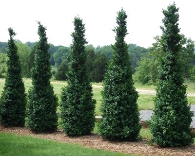 Buxus Sempervirens 'dee Runk' - View 14 from www redcrocus com