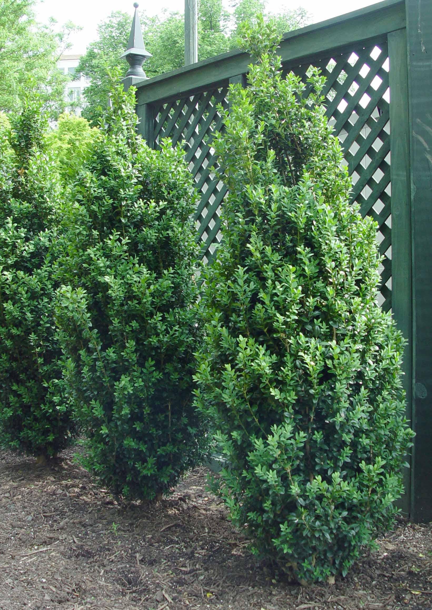 Buxus Sempervirens 'dee Runk' - View 18 from www redcrocus com