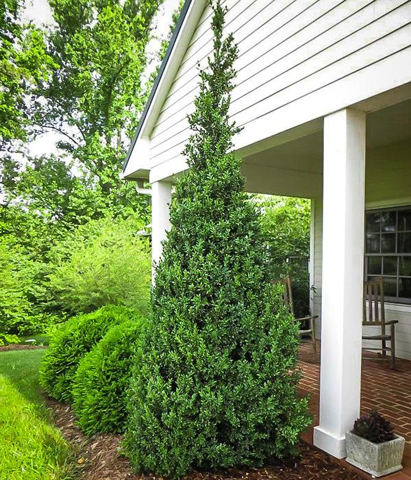 Buxus Sempervirens 'dee Runk' - View 21 from www redcrocus com