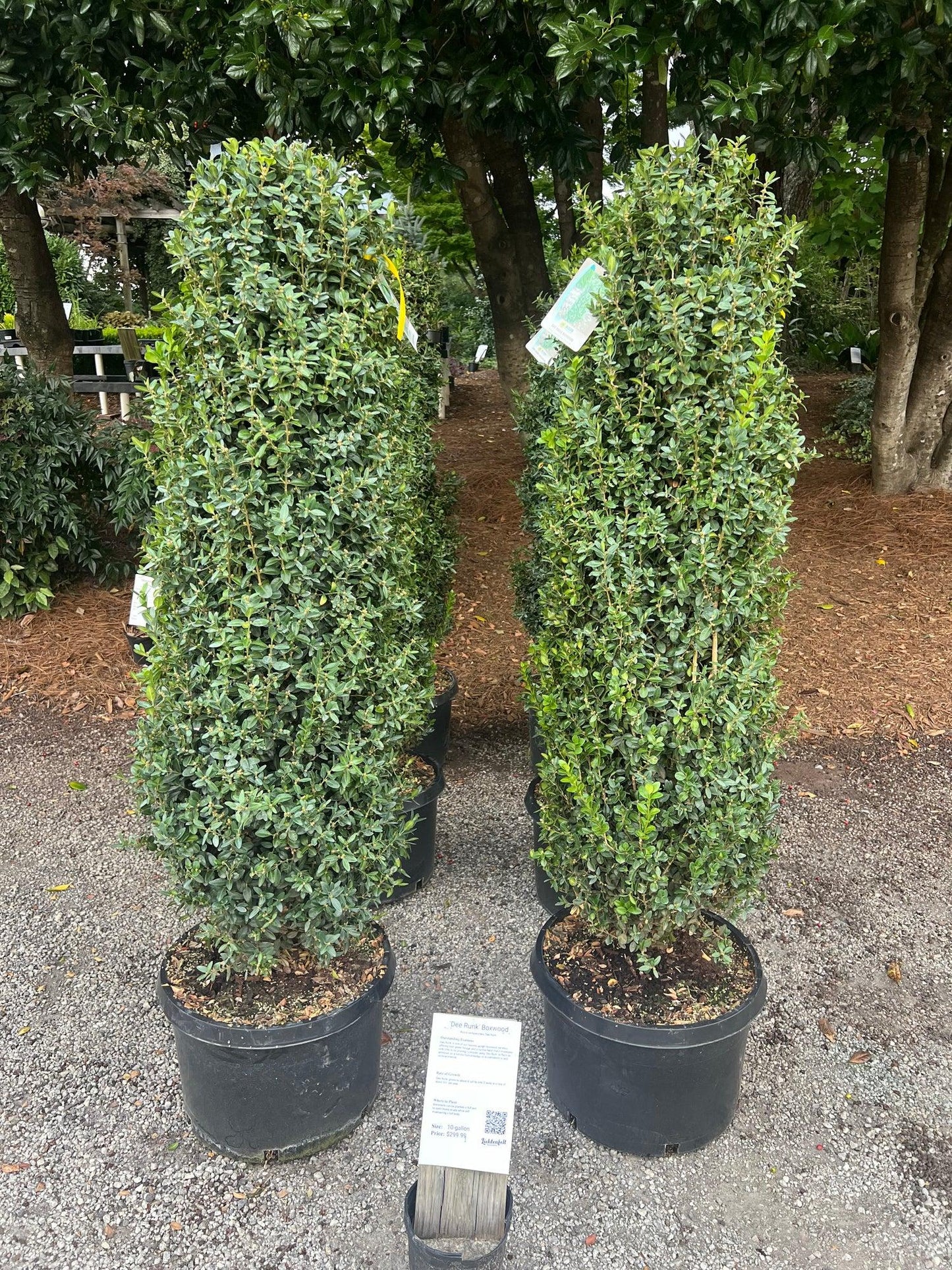 Buxus Sempervirens 'dee Runk' - View 26 from www redcrocus com