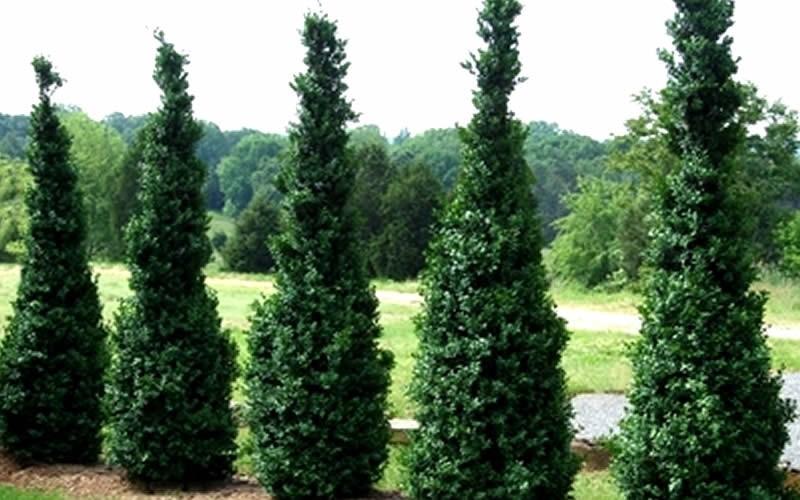 Buxus Sempervirens 'dee Runk' - View 28 from www redcrocus com