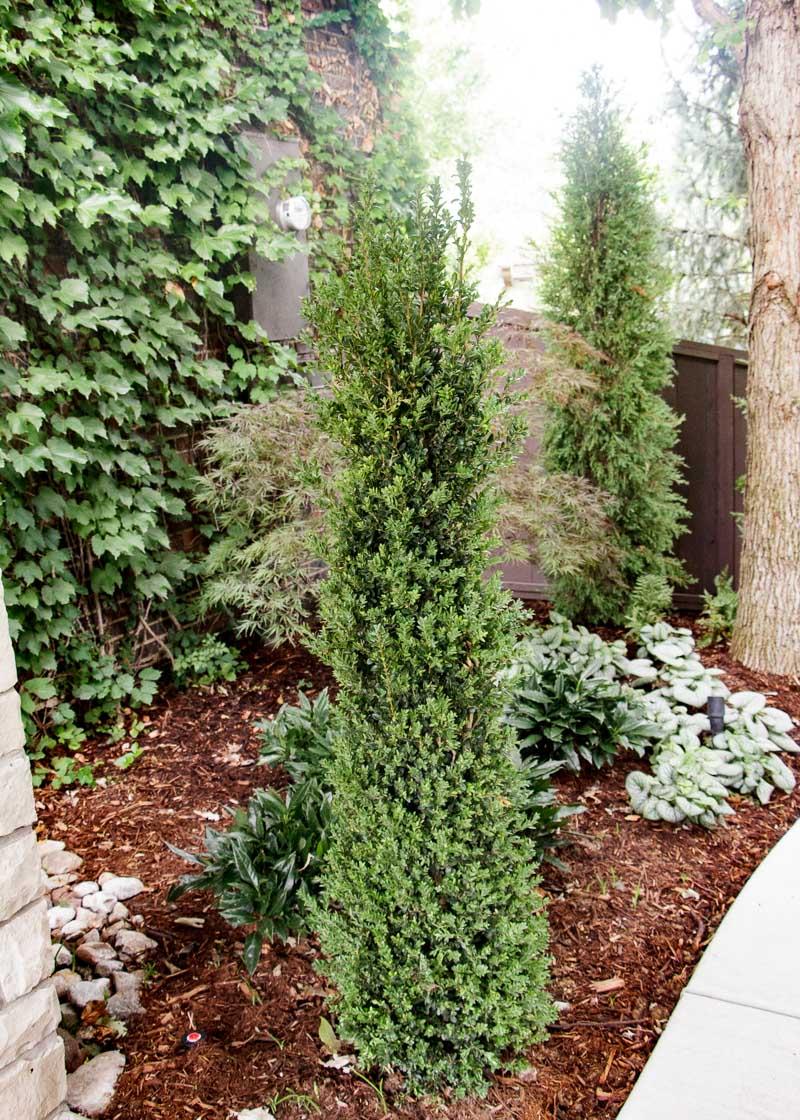 Buxus Sempervirens 'dee Runk' - View 32 from www redcrocus com