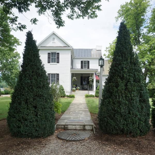 Buxus Sempervirens 'dee Runk' - View 4 from www redcrocus com
