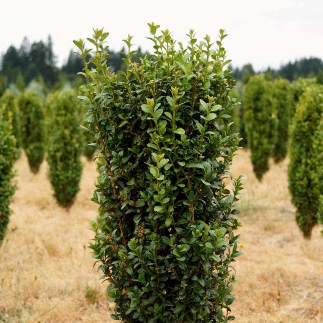 Buxus Sempervirens 'dee Runk' - View 7 from www redcrocus com