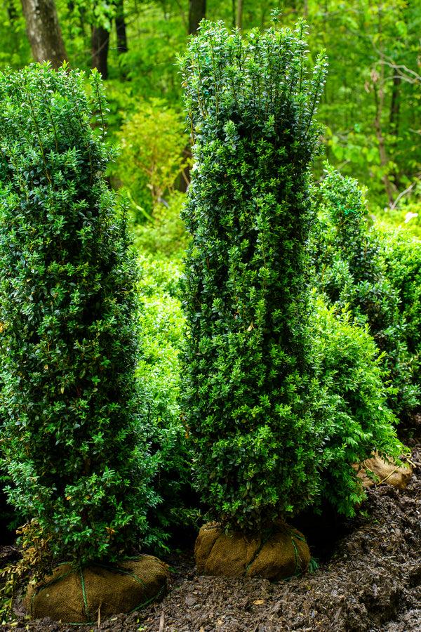 Buxus Sempervirens 'dee Runk' - View 8 from www redcrocus com