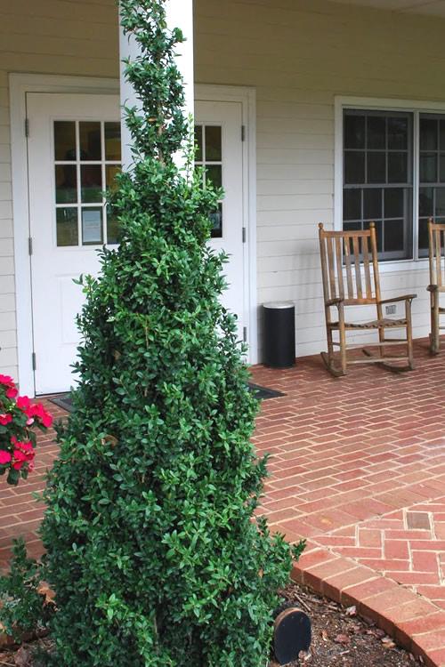 Buxus Sempervirens 'dee Runk' - View 9 from www redcrocus com