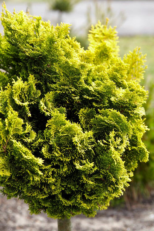 Chamaecyparis Obtusa Aurora - View 10 from www redcrocus com