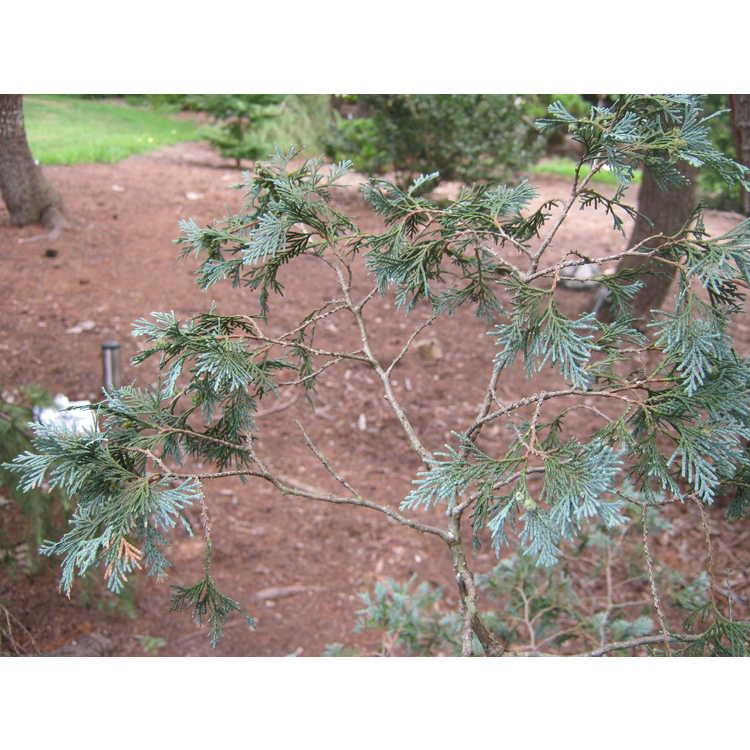 Chamaecyparis Thyoides 'glauca' - View 10 from www redcrocus com