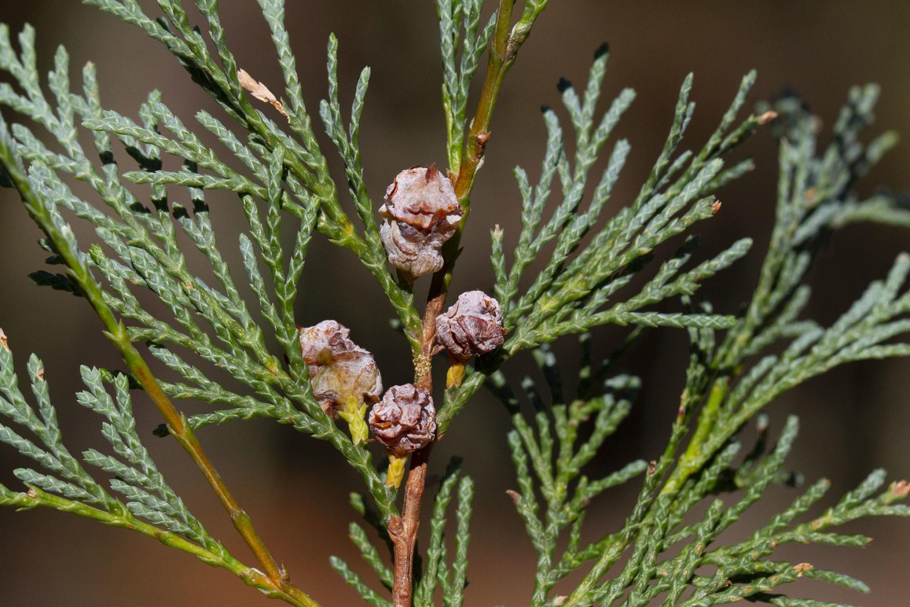 Chamaecyparis Thyoides 'glauca' - View 11 from www redcrocus com
