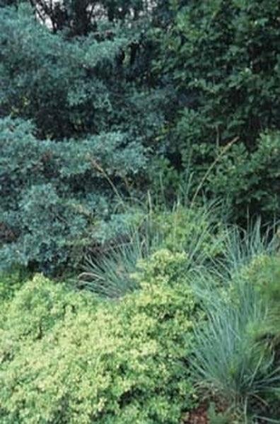 Chamaecyparis Thyoides 'glauca' - View 13 from www redcrocus com