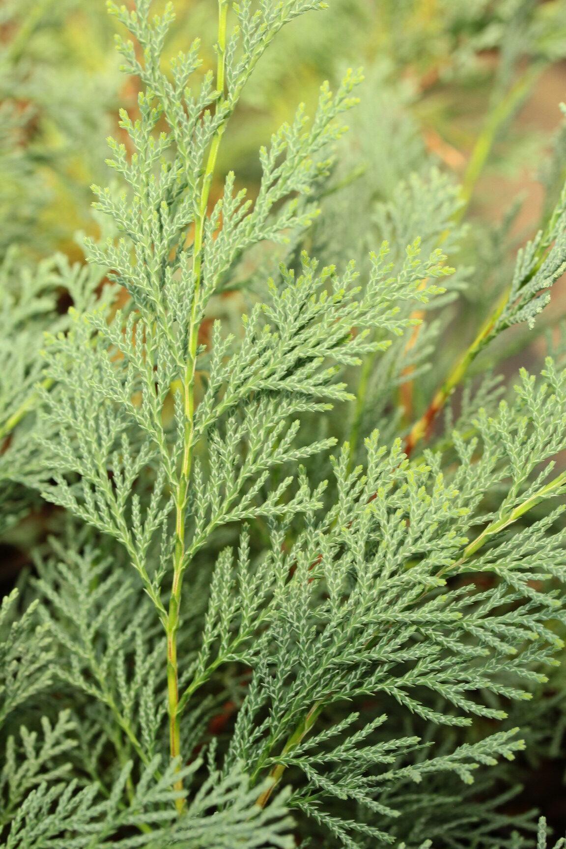 Chamaecyparis Thyoides 'glauca' - View 14 from www redcrocus com