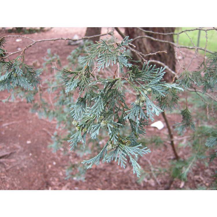 Chamaecyparis Thyoides 'glauca' - View 19 from www redcrocus com