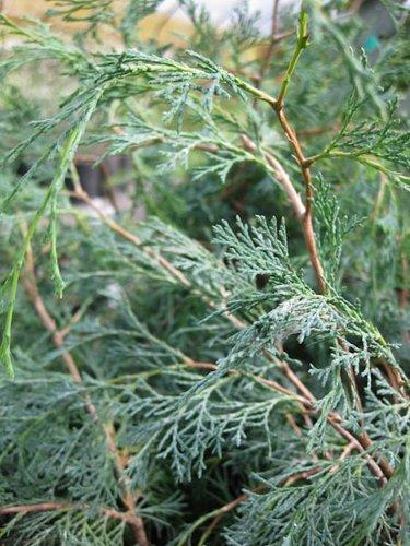 Chamaecyparis Thyoides 'glauca' - View 1 from www redcrocus com