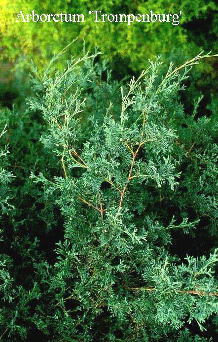Chamaecyparis Thyoides 'glauca' - View 24 from www redcrocus com