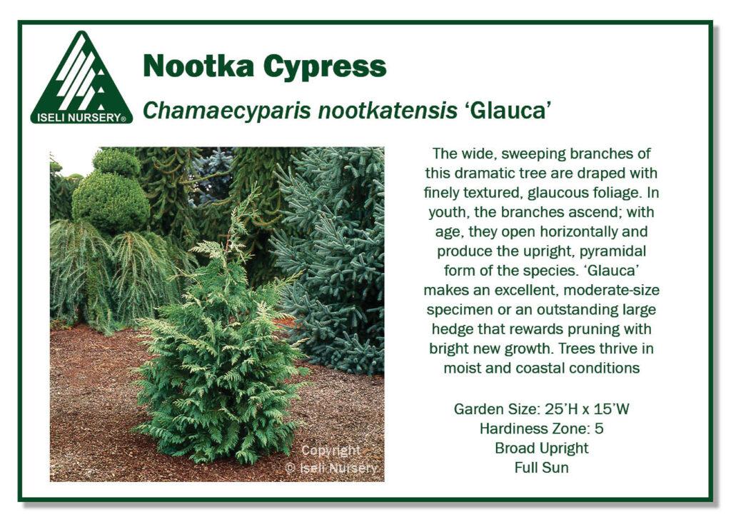 Chamaecyparis Thyoides 'glauca' - View 3 from www redcrocus com