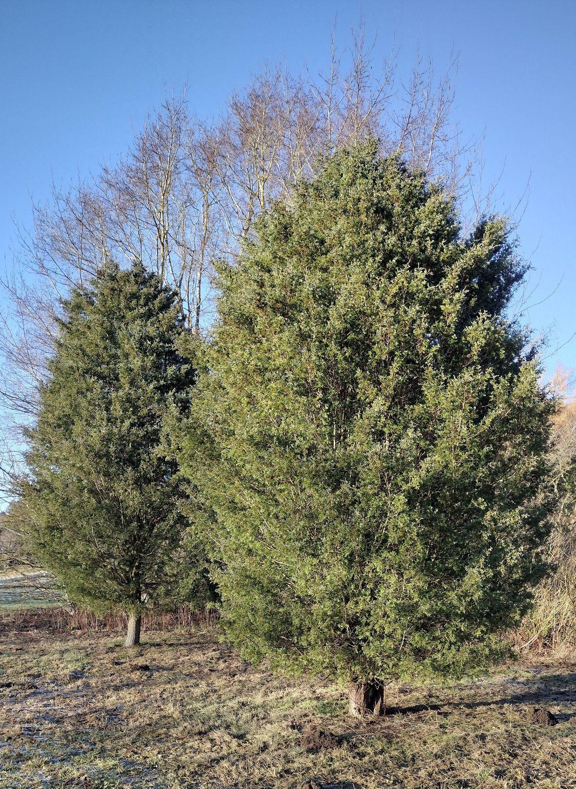 Chamaecyparis Thyoides 'glauca' - View 4 from www redcrocus com