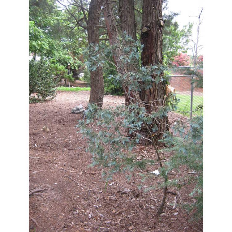 Chamaecyparis Thyoides 'glauca' - View 9 from www redcrocus com