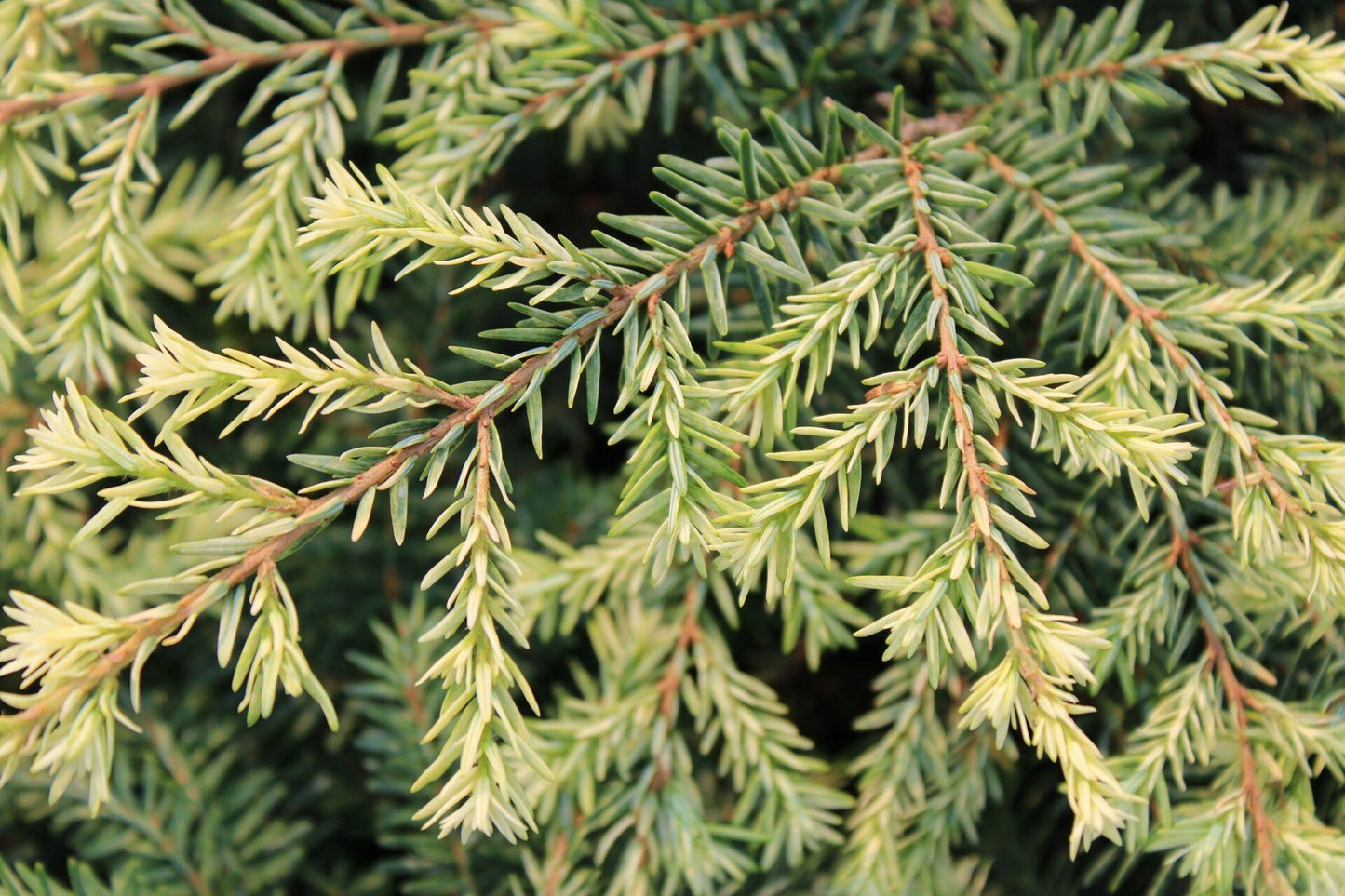 RedCrocus Elmwood Cascade Canadian Hemlock - Evergreen Conifer, Dense Foliage, Shade-Loving Plant, Perfect for Landscaping & Privacy Screens  5/6' w B&B