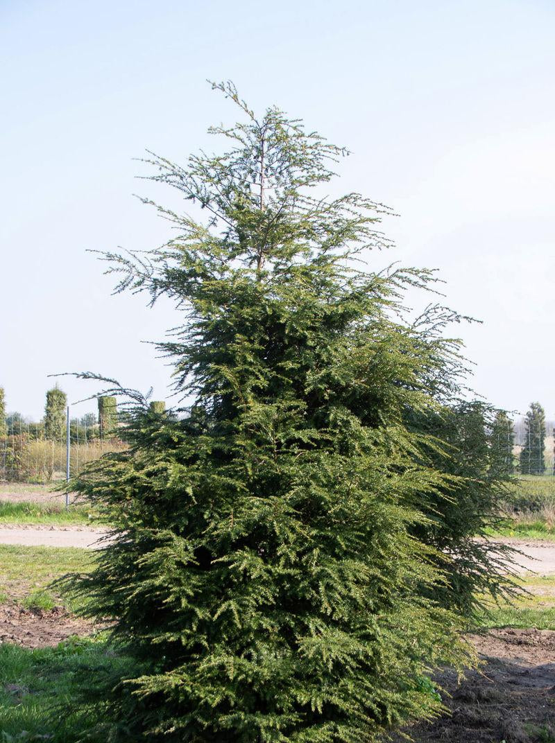 RedCrocus Elmwood Cascade Canadian Hemlock - Evergreen Conifer, Dense Foliage, Shade-Loving Plant, Perfect for Landscaping & Privacy Screens  5/6' w B&B