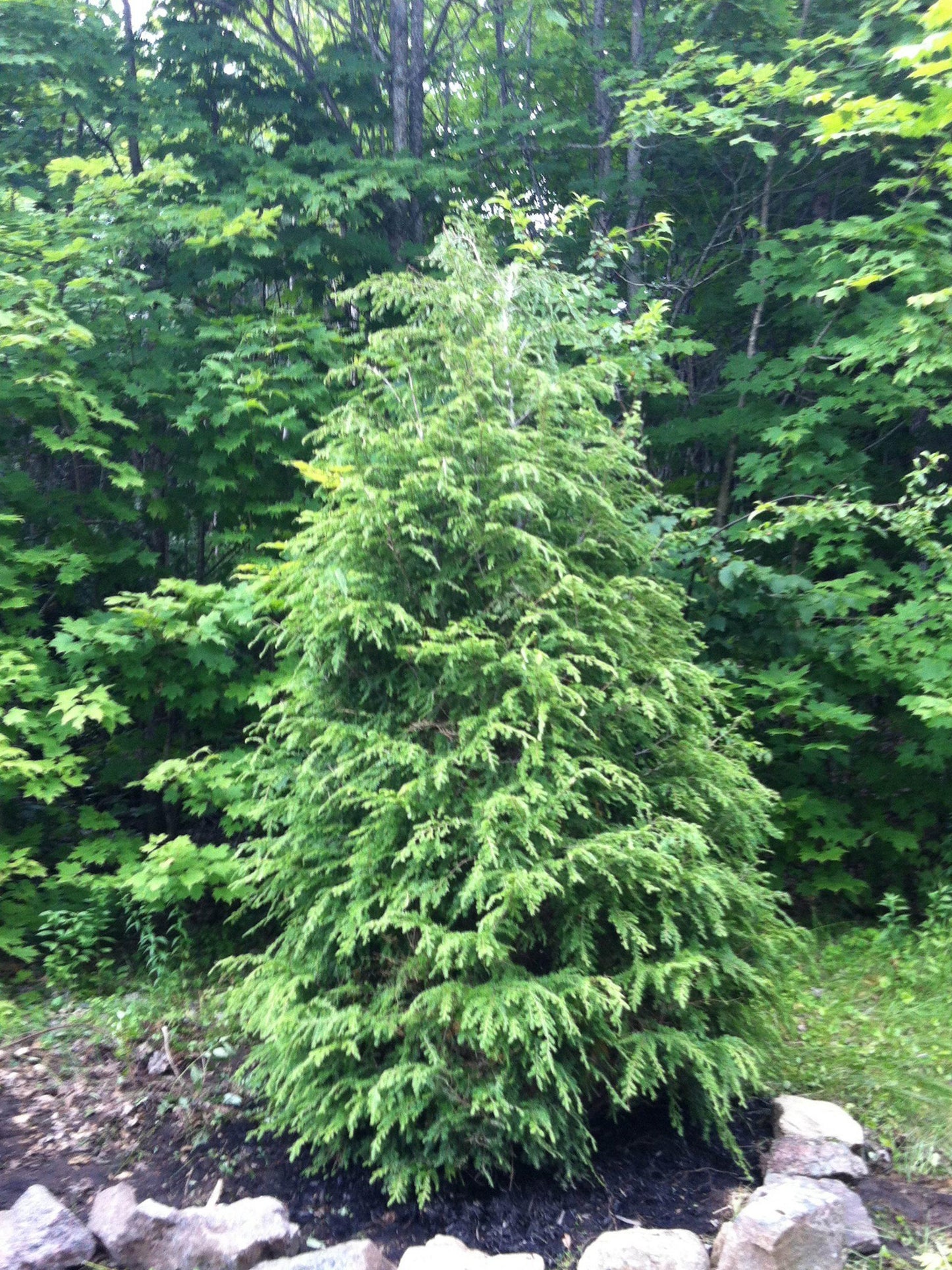 RedCrocus Elmwood Cascade Canadian Hemlock - Evergreen Conifer, Dense Foliage, Shade-Loving Plant, Perfect for Landscaping & Privacy Screens  5/6' w B&B