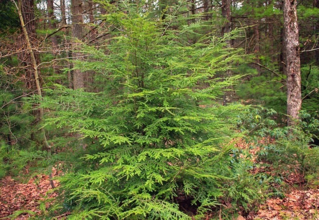 RedCrocus Elmwood Cascade Canadian Hemlock - Evergreen Conifer, Dense Foliage, Shade-Loving Plant, Perfect for Landscaping & Privacy Screens  5/6' w B&B