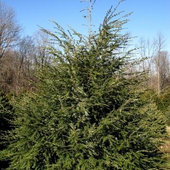 RedCrocus Elmwood Cascade Canadian Hemlock - Evergreen Conifer, Dense Foliage, Shade-Loving Plant, Perfect for Landscaping & Privacy Screens  5/6' w B&B