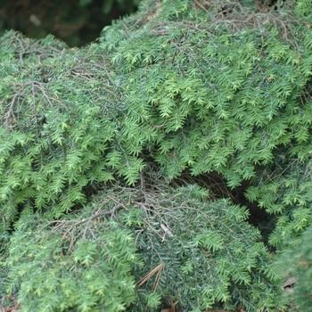 Tsuga Canadensis Elmwood Cascade - View 2 from www redcrocus com