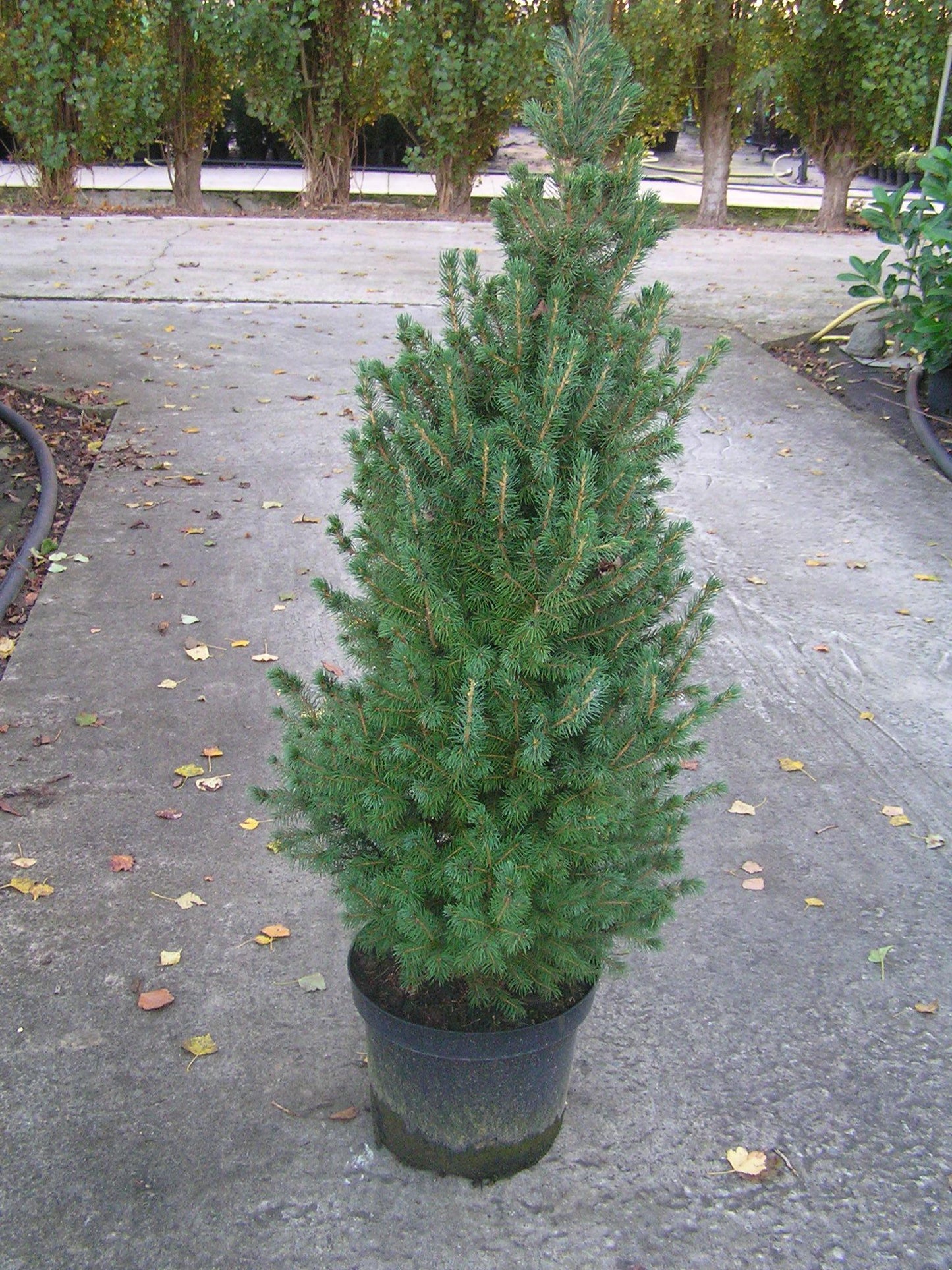 Picea Glauca Conica - View 10 from www redcrocus com