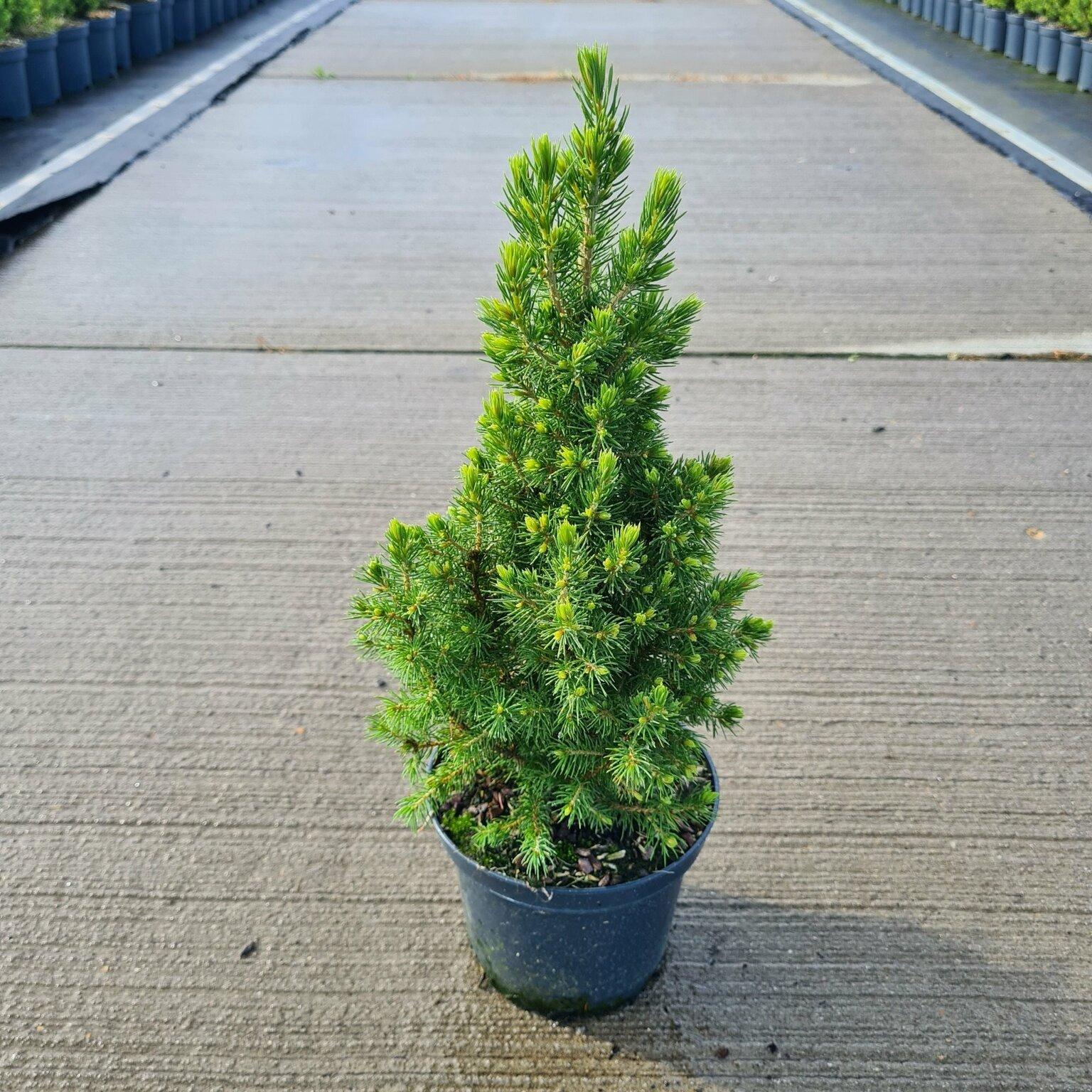 Picea Glauca Conica - View 19 from www redcrocus com